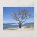 Recherche de scène tranquille cartes postales Arbre