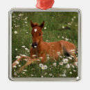 Zoek naar arabische ornamenten Pony
