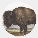 Recherche de bison américain autocollants Buffle