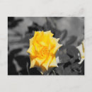 Zoek naar luxe briefkaarten Fotografie