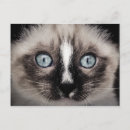 Recherche de chaton adorable cartes postales Tabby