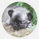 Zoek naar langharige chihuahua stickers Bob en pam langrish