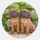 Recherche de bavarois autocollants Mignon