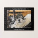 Zoek naar shih tzu dog puzzels Hond