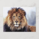 Recherche de peinture de lion cartes postales Mâle