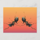 Recherche de fourmi cartes postales Entomologie
