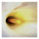 Recherche de calla lily posters Lys
