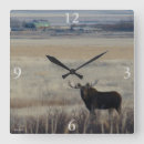 Recherche de orignaux photographie Chasse