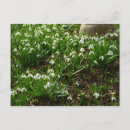 Recherche de snowdrops cartes postales Floral