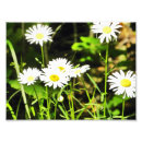Recherche de biologie posters Fleurs