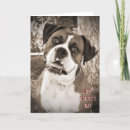 Recherche de boxeur photographie Dog