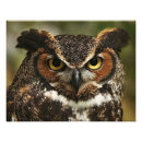 Recherche de rapaces posters Faune