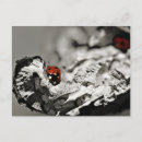 Zoek naar ladybird briefkaarten Close up
