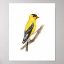 Recherche de oiseau américain posters Élégant