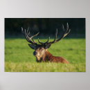 Recherche de reposé posters Cerf