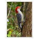 Recherche de pivert cartes postales Nature