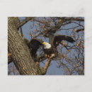 Recherche de aigle chauve cartes postales Raptor