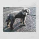 Recherche de nommé cartes postales Chiens