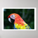 Zoek naar macaw birds posters Parrot