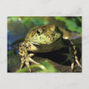 Recherche de taureaux cartes postales Animal