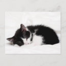 Recherche de de chaton cartes postales Photographie