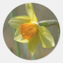 Recherche de pistil Floraison
