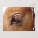Recherche de oeil de cheval cartes postales Poney