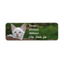 Zoek naar serval cat posters Kat