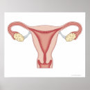 Recherche de imagerie médicale posters Vue de face