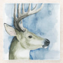 Recherche de mâle dessous de verres Cerfs communs