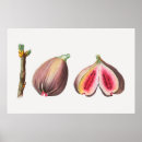 Recherche de figues posters Plante