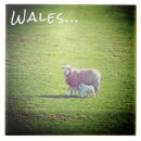 Recherche de le pays de galles carreaux Baleines