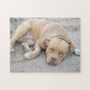 Recherche de pitbull puzzles Mignon