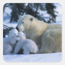 Zoek naar welp stickers Sneeuw