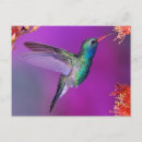 Recherche de colibri bleu cartes postales Animal