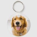 Recherche de goldens porteclés Golden retriever
