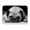 Zoek naar sad magneten Hond