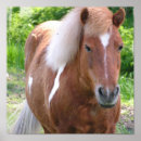 Recherche de peignez le cheval Quarterhorse