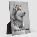Recherche de animaux portraits Perte d'animal de compagnie