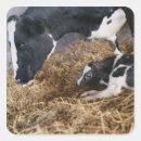 Recherche de tête de vache autocollants Agriculture