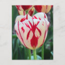 Recherche de tulipe rouge cartes postales Photographie