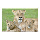 Recherche de panthera posters Faune