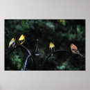 Zoek naar gele vink posters Goudvink