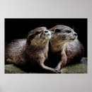 Recherche de mammifère marin posters Nature