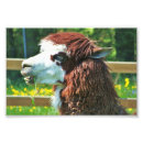 Zoek naar grappige lama posters Boerderij