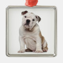Recherche de bouledogue français ornements Animaux