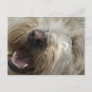 Recherche de gros nez cartes postales Partie du corps animal