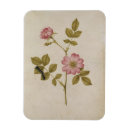 Recherche de rosa magnete Fleurs