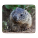 Recherche de rongeur planches à découper Marmotte