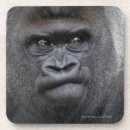 Recherche de gorille dessous de verres Singe